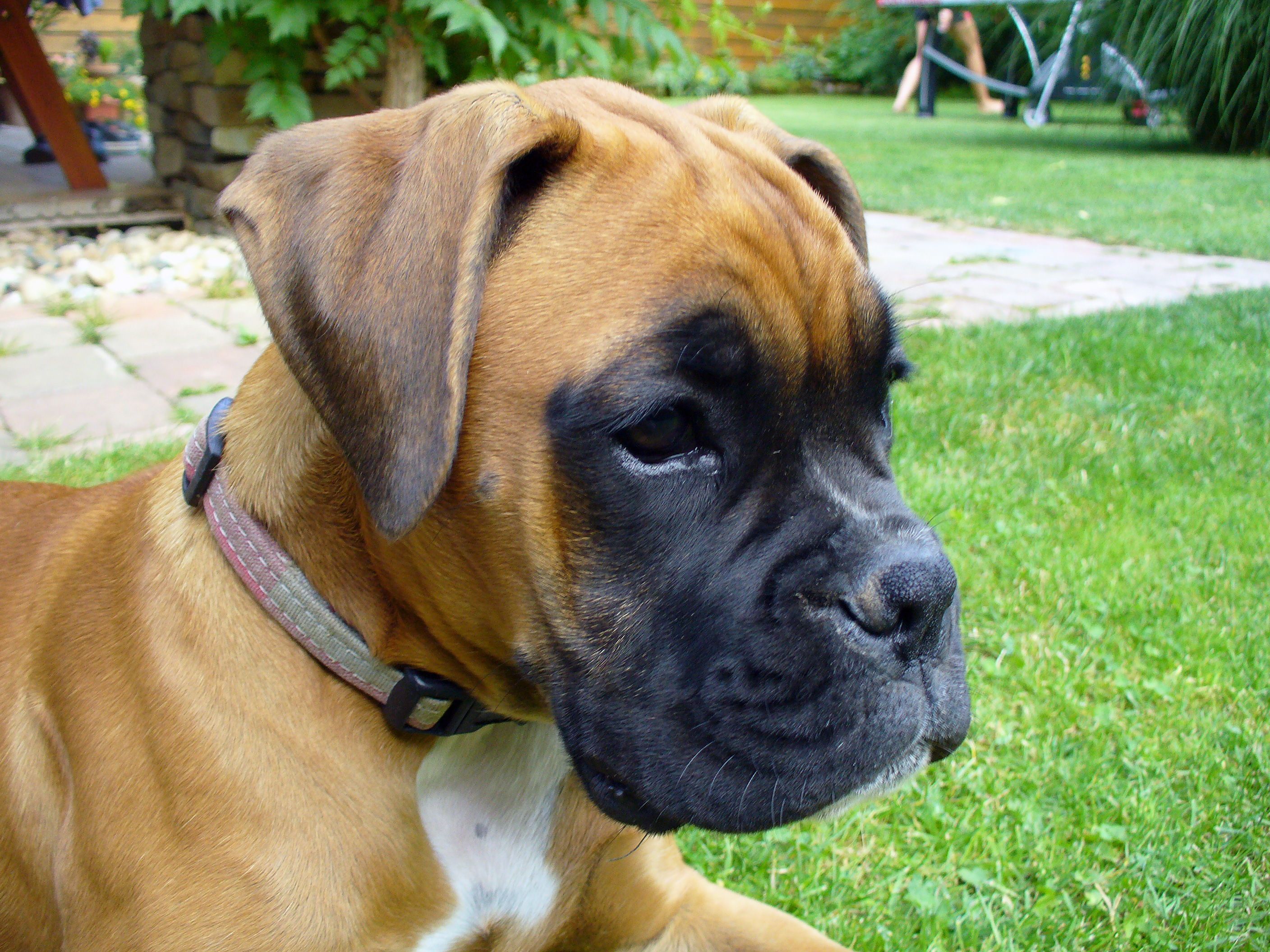 Boxer Puppy Copyright free Photo by M Vorel LibreShot