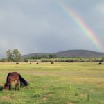 Rainbow and Horse in Mongolia Rainbow and Horse in Mongolia