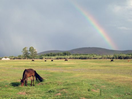 Rainbow and Horse in Mongolia Rainbow and Horse in Mongolia
