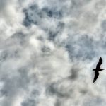 Seagull In The Sky Seagull In The Sky