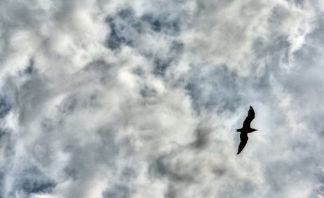 Seagull In The Sky Seagull In The Sky