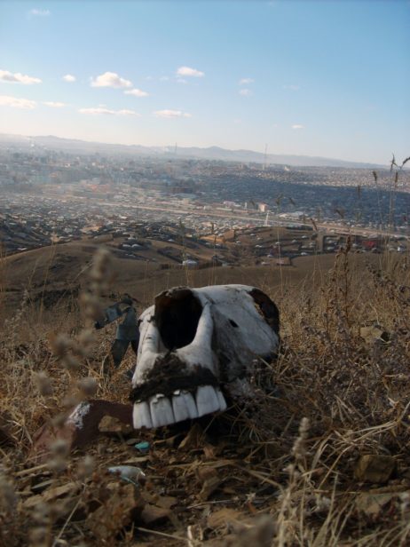 Horse Skull Horse Skull