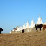 Cows In Mongolia
