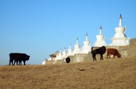 Cows In Mongolia Cows In Mongolia