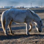 White Horse In Steppe White Horse In Steppe