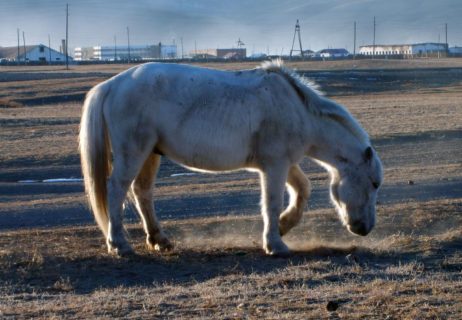 White Horse In Steppe White Horse In Steppe