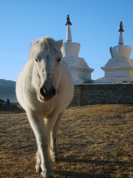White Horse With Stupas White Horse With Stupas