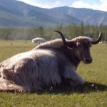 Lying Yak
