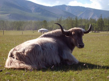Lying Yak Lying Yak