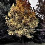 Autmn Tree