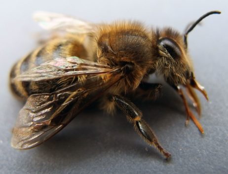 Honey Bee Close Up Honey Bee Close Up