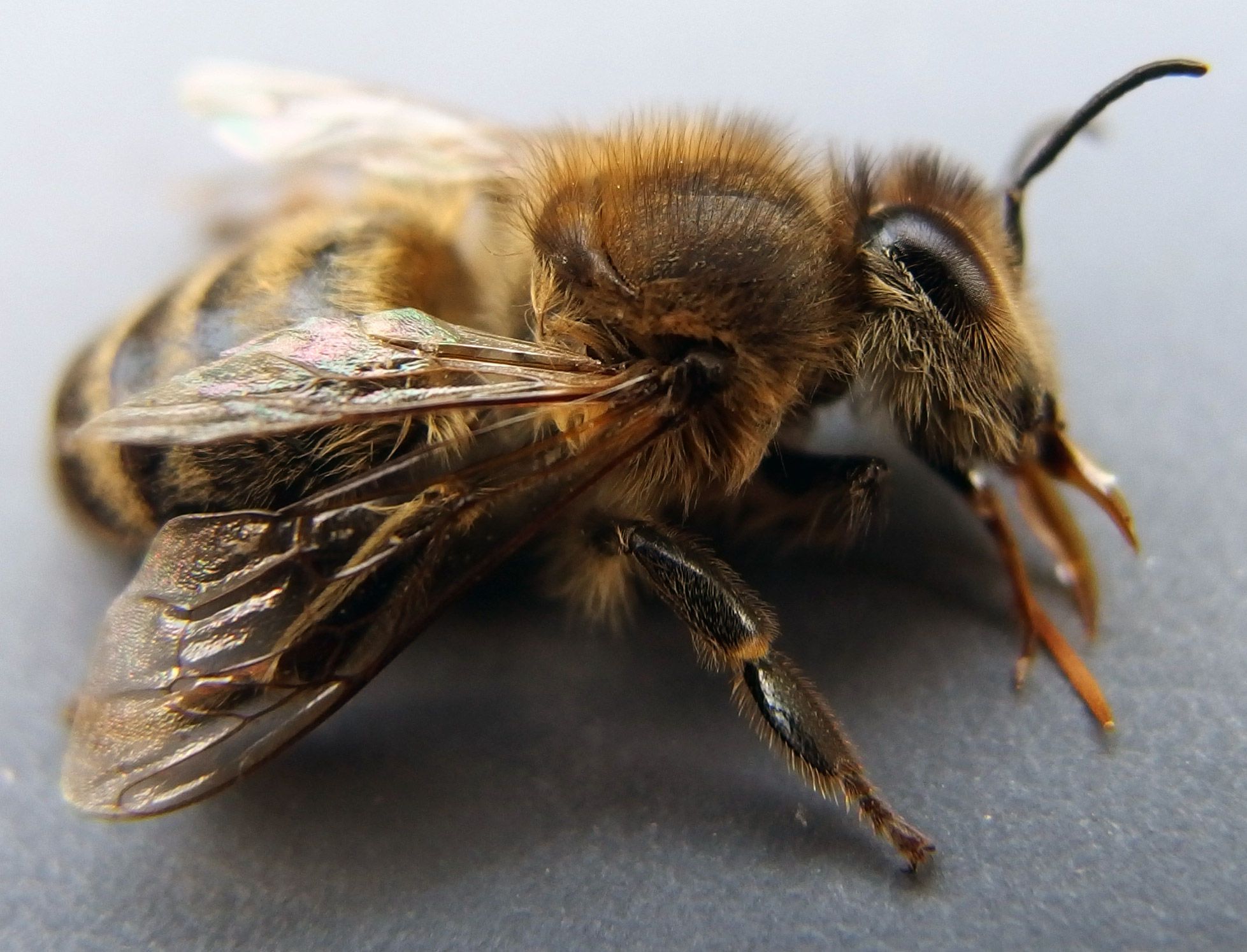 FREE IMAGE: Honey Bee Close Up | Libreshot Public Domain Photos