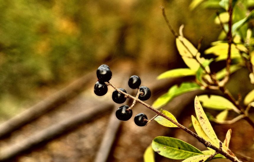 Free photo: Black Rowanberries