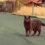 Cat Cat