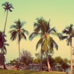 Coconut Palm Trees Coconut Palm Trees