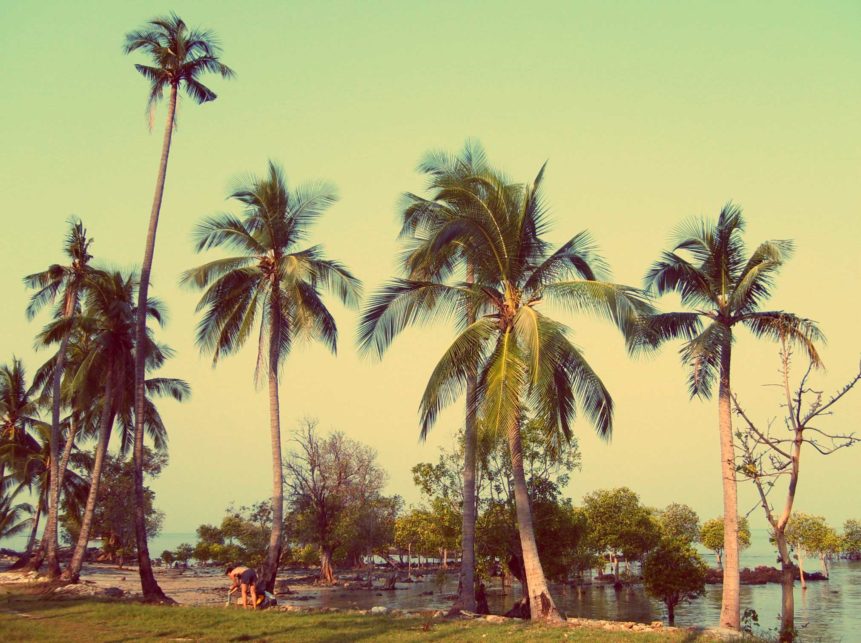 Free photo:  Coconut palms on the shore of the mangrove forest. Ko Chang island on the east coast of Thailand.