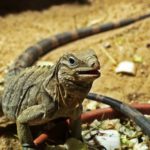 Cuban Rock Iguana Cuban Rock Iguana