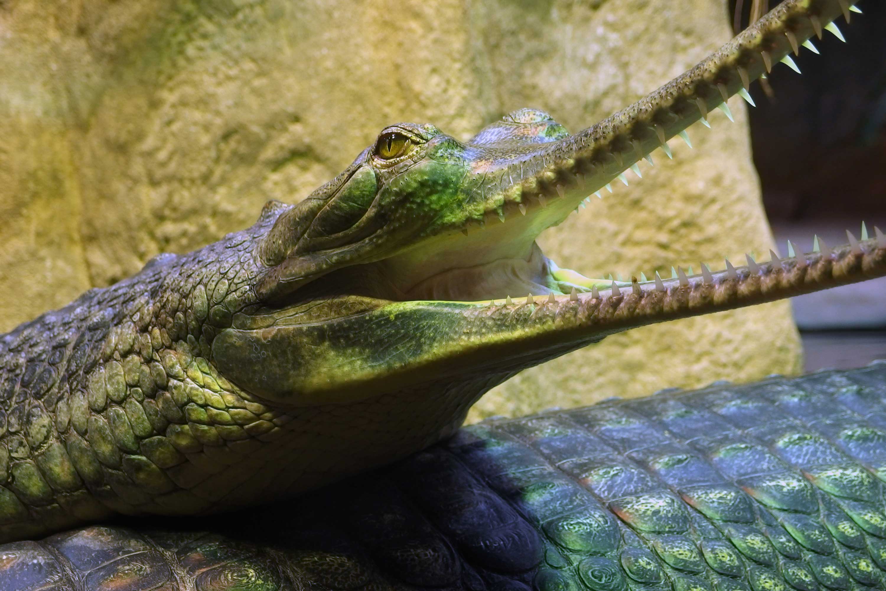 FREE IMAGE: Gharial | Libreshot Public Domain Photos