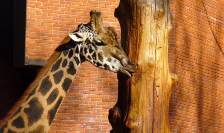 Giraffe Giraffe