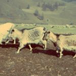 Goats Free photo: Goats