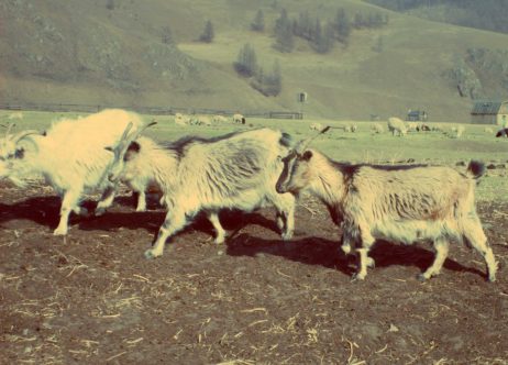 Goats Goats