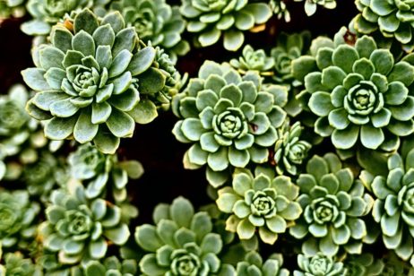 Green Houseleek Green Houseleek