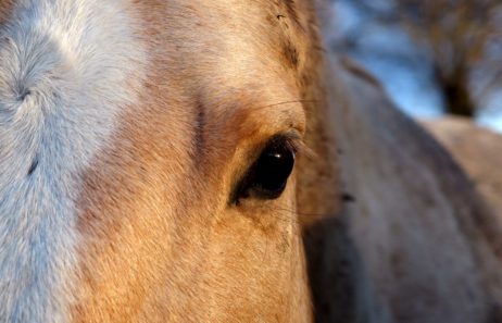 The Eye of a White Horse The Eye of a White Horse