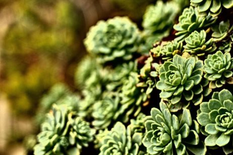 Houseleek Flower Wallpaper Houseleek Flower Wallpaper