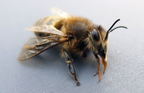 Bee On Macro Photography Bee On Macro Photography