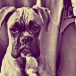 Sad Puppy