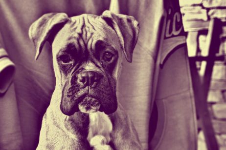 Sad Puppy Sad Puppy