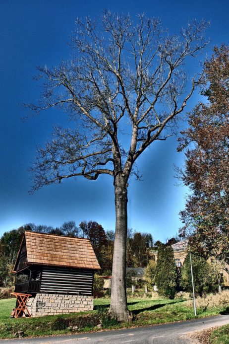 Tree Tree