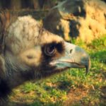 Vulture