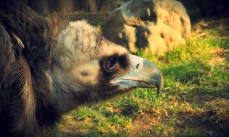 Vulture Head Vulture Head