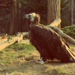 Free photo: Vulture