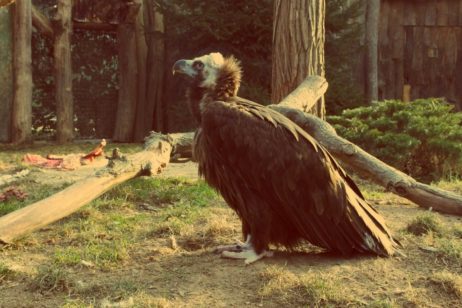 Vulture Vulture