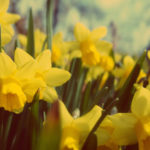 Yellow Daffodil