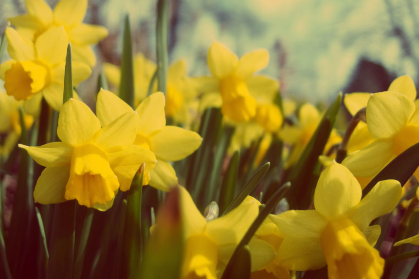 Free photo: Yellow Daffodil
