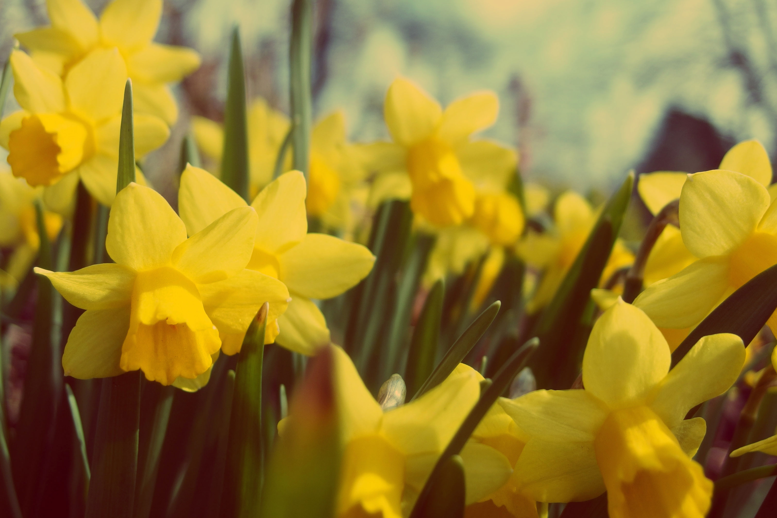 Yellow Daffodil | Free Stock Photo | LibreShot