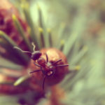 Free photo: Ant