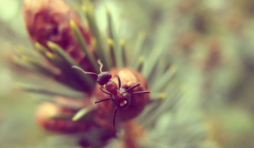 Free photo: Ant