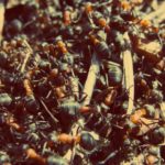 Ants in Anthill Free photo: Ants in Anthill