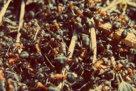 Ants in Anthill Ants in Anthill