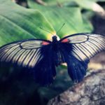 Free photo: Butterfly