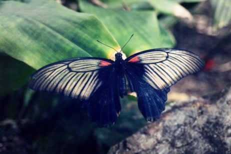 Butterfly Butterfly