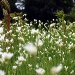 Free photo: Blossoming Meadow