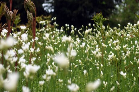 Blossoming Meadow Blossoming Meadow