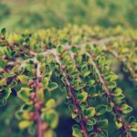 Free photo: Bush Tree