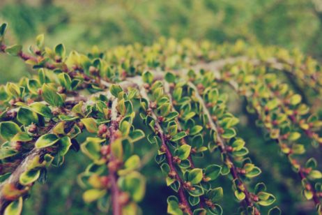 Bush Tree Bush Tree