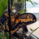 Free photo: Butterfly Detail